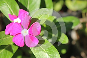 Single pink blossom from a    Rosa glauca    in maro closeup focus