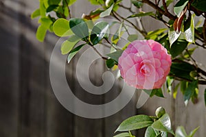 Single Pink Camelia Fence photo