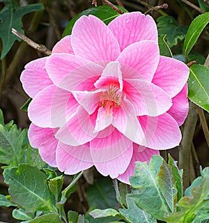 Single Pink Camellia Flower