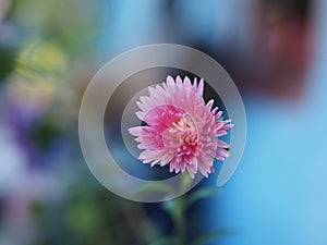 Single pink chrysantemum bloom photo