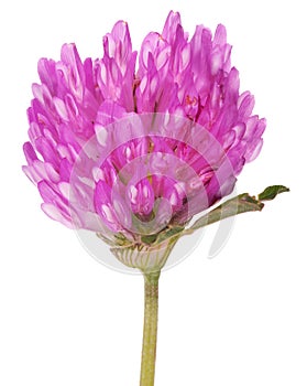 Single pink clower flower