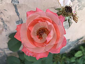Single pink color rose flower