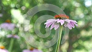 Single pink coneflower, sideview, with bokeh in the background