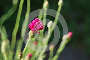 Single pink Cornflower (Centaurea cyanus) photo