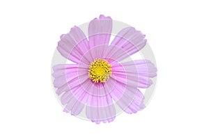 Single pink cosmos bipinnatus flower isolated on a white background