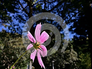 Single pink Cosmo flower facing the sun light in a forest