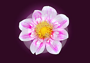 Single pink dahlia bloom isolated on dark background, abstract flower postcard