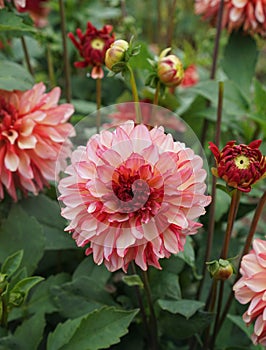 Der Einzige rosa Dahlie Blume im garten Vielfalt 