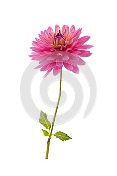 Single pink dahlia flower