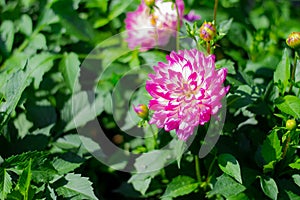 Single pink dahlia, green leaf background