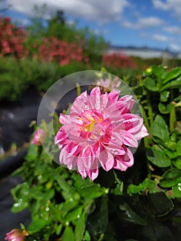 A single pink dahlia in the sun. Una sola dalia rosada en el sol. photo