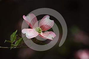 Pink Dogwood Bloom Single Macro