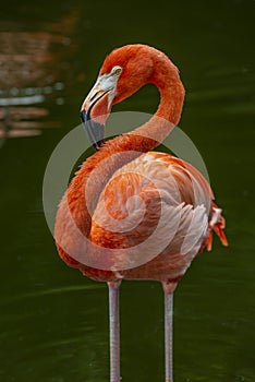 Single pink flamingo