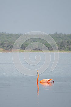 A single pink flamingo looks at the camera while swimming in a lake on the island of Bonaire in the Caribbean