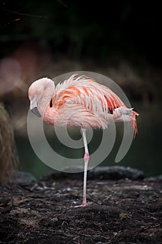 Single pink flamingo sleeping