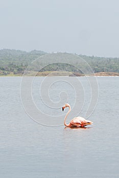 A single pink flamingo swims in a lake on the island of Bonaire in the Caribbean