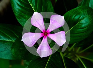 Single Pink Flower of Catharanthus Roseus photo