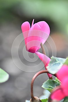 Single flower of a cyclamen photo