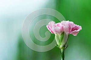 Single pink flower with green blur garden nature background