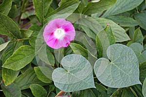 Single pink flower of Ipomoea purpurea