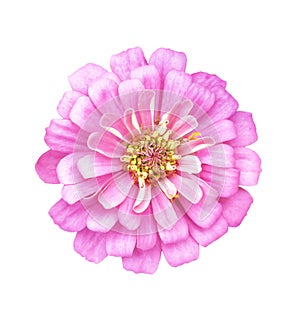 Single pink flower isolated on white background