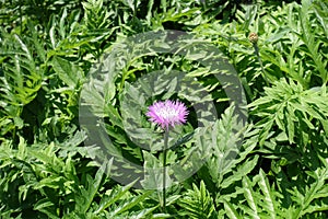 Single pink flower in the leafage of Centaurea dealbata in May