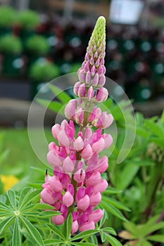 Single pink flower on tall healthy stalk tucked into greenery of bushes in landscaped garden