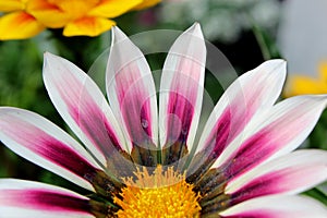 Single pink flower on tall healthy stalk tucked into greenery of bushes in landscaped garden