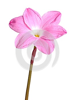 Single pink flower of a Zephyranthes cultivar isolated against w