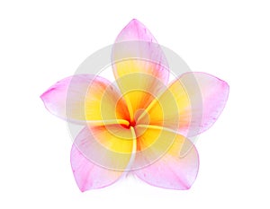 Single pink frangipani or plumeria tropical flowers isolated