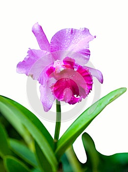 Single pink fresh cattleya orchid isolated