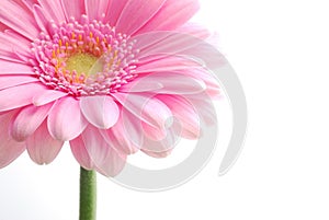 Single pink gerbera