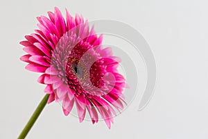 Single pink gerbera daisy on a white background