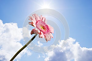 Single pink gerbera flower