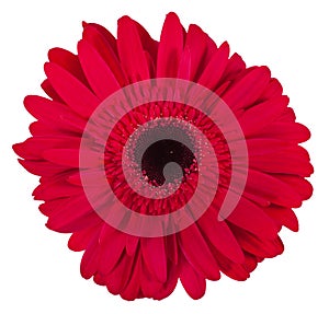 Single pink gerbera flower isolated on white background