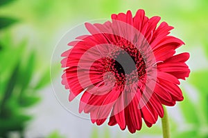 Single pink gerbera flower on the spring background closeup. Springtime, gardening concept