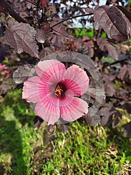 A single pink hawaiian hibiscus flower with purple leaves. Una ÃÂºnica flor de cayena color rosado con hojas color morado photo