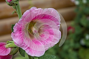 Single pink hibiscus flower in the garden