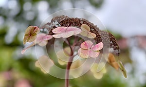 A single pink hortensia flower