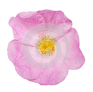 Single pink isolated brier bloom photo