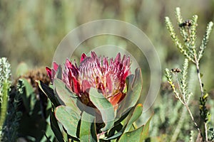 Single pink King protea flower or Protea cynaroides, with natural ligh