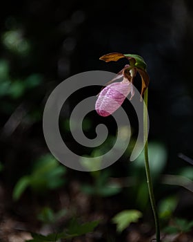 Single pink lady slipper flower