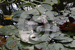 Lotus flower in the pond illuminated by the setting sun with drops on the leaves and reflection on the water..