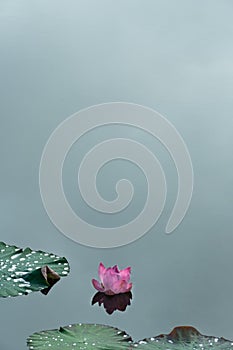 Pink lotus with dark green leave in water pond minimalism nature background