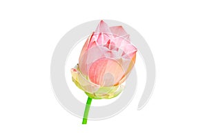 Single pink lotus flower isolated on white background