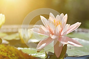 Single pink lotus in a pond with sunlight.