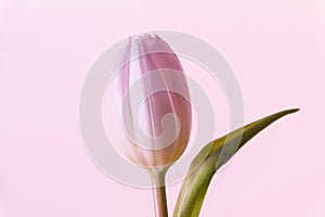 Single pink lovely spring flower tulip blossom symbol of love photo