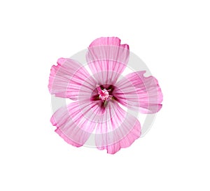 Single pink mallow flower isolated on white