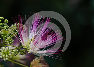 Single Pink Mimosa Tree Bloom