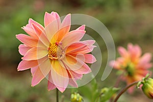 Single pink and orange color dalia flower